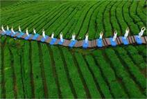 湖南省臨湘永巨茶業有限公司青磚茶 生產工藝流程圖